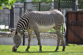 На самом деле зебра — белая в чёрную полоску, а не наоборот. Каждая зебра имеет уникальный рисунок из чёрных и белых полос, подобно отпечаткам пальцев у человека. По рисунку детёныш узнает свою мать.