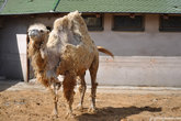 Двугорбый верблюд — может дольше других обходиться без воды. Зато на водопое за 10 минут верблюд способен выпить более 100 литров воды.
Это верблюдиха, она не болеет, она линяет -))