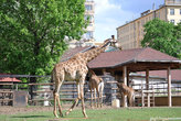 Жираф — необыкновенно длинная шея жирафа держится всего на семи позвонках, как и у всех млекопитающих.