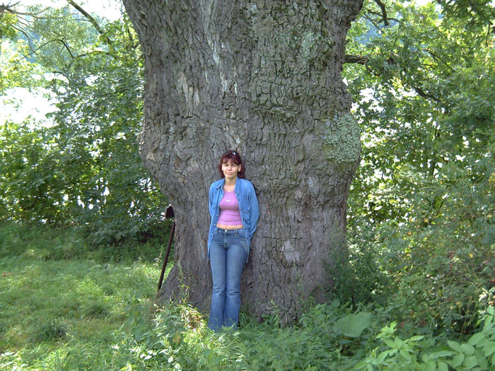 Трехсотлетние дубы-колдуны Заповедник Качановка, Украина