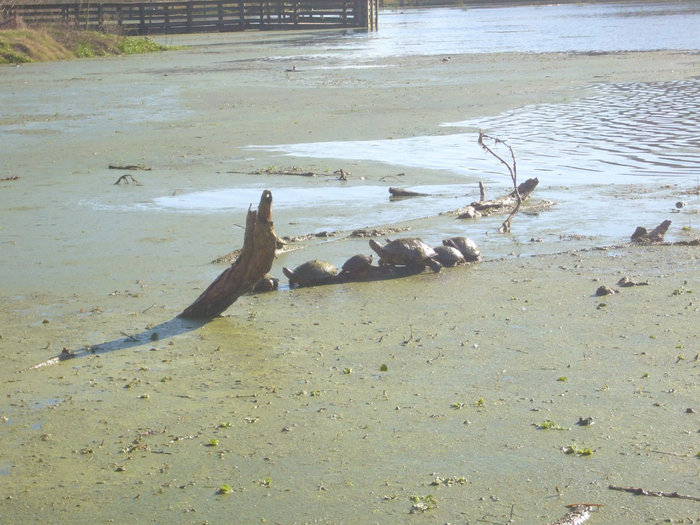 Черепахи на озере Хьюстон, CША