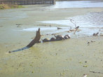 Черепахи на озере
