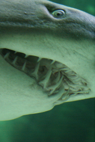 в аквариуме водятся акулы Каттолика, Италия
