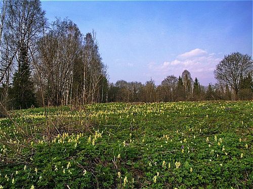 цветущая таежная поляна Новокузнецк, Россия