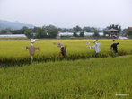 Рисовое поле в Хахвэ
