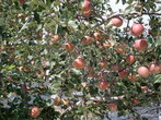 ...и сады тех самых андоновских яблок, от которых совсем недавно я впала в восторг, едва их попробовав.