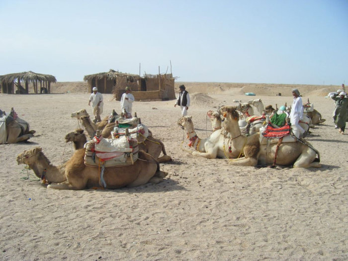 Верблюды Хургада, Египет