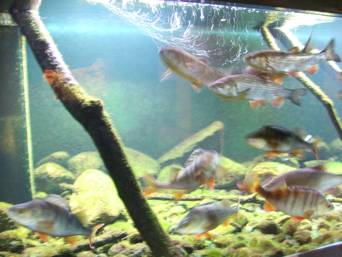 Венский аквариум Вена, Австрия