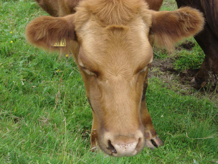 Корова с сережкой Исландия