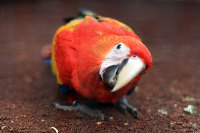 попугай в Лоро Парке Пуэрто-де-ла-Крус, остров Тенерифе, Испания