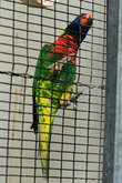 попугай в Лоро Парке