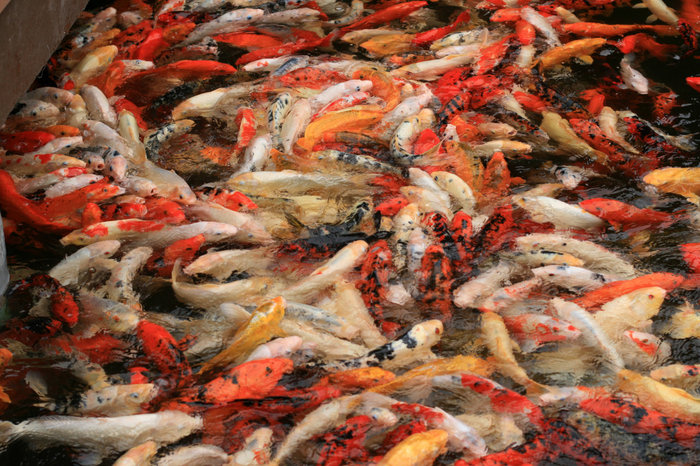 золотые рыбки в пруду Лоро Парка Пуэрто-де-ла-Крус, остров Тенерифе, Испания