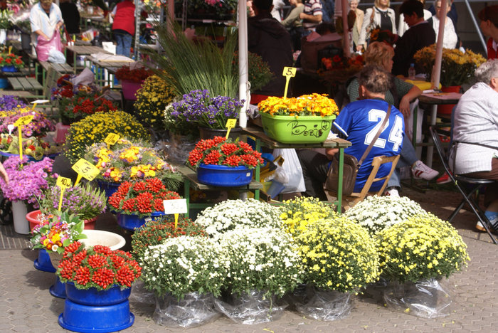 Цветы на центральном рынке Загреба Загреб, Хорватия