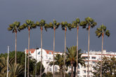 пальмы на набережной Круазетт