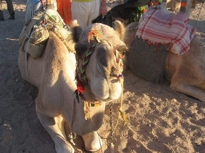 в гостях у бедуинов (пустыня Сафага) Хургада, Египет