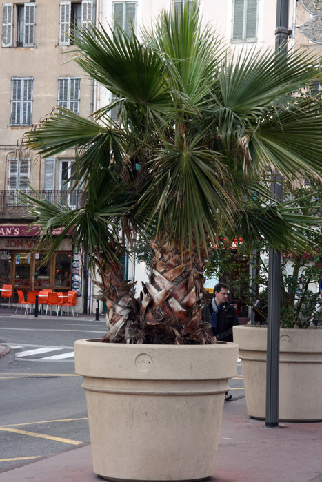 горшки на улицах Канн Канны, Франция