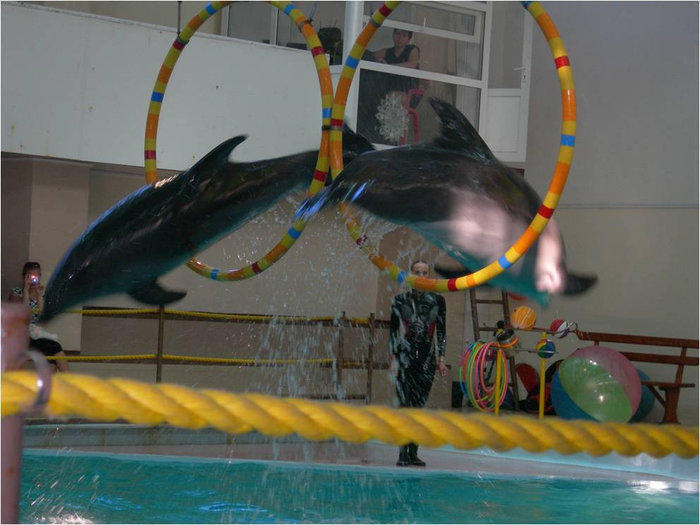 Дельфины Геленджик, Россия