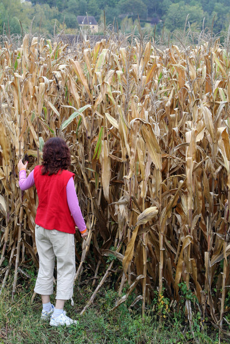 Кукуруза в два человеческих роста Аквитания, Франция