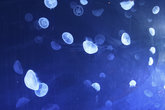 Медузы в океанариуме.