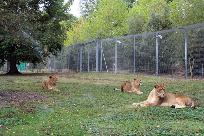 Зоопарк Туари Иль-де-Франс, Франция