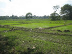 Рисовые поля вдоль трассы