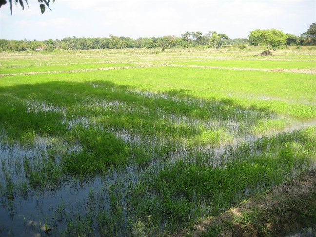 Рисовые поля вдоль трассы Шри-Ланка