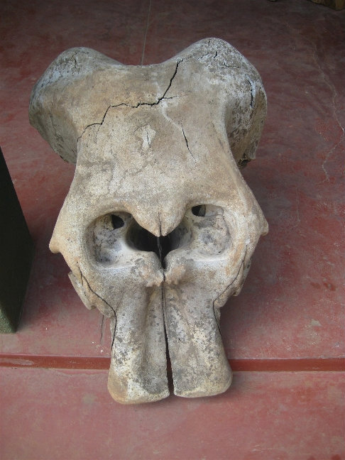 Череп и кости слона Центральная провинция, Шри-Ланка