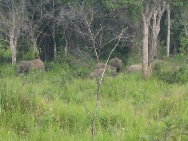 Слоны Центральная провинция, Шри-Ланка