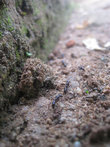 Местные муравьи