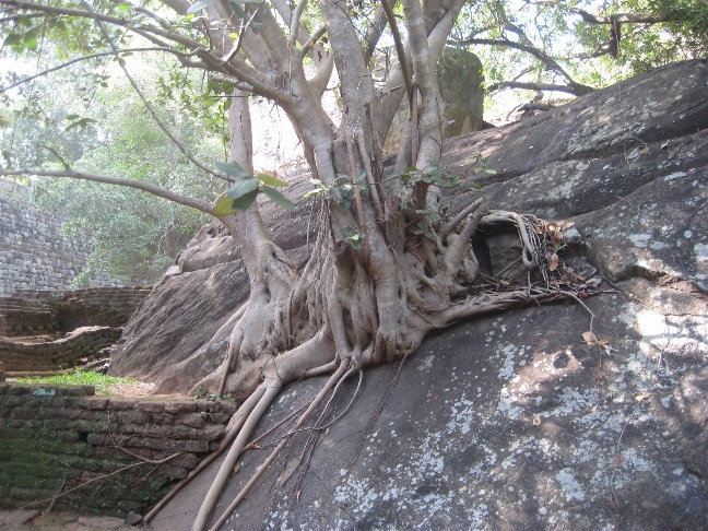 Деревья причудливо оплетают камни своими корнями Сигирия, Шри-Ланка
