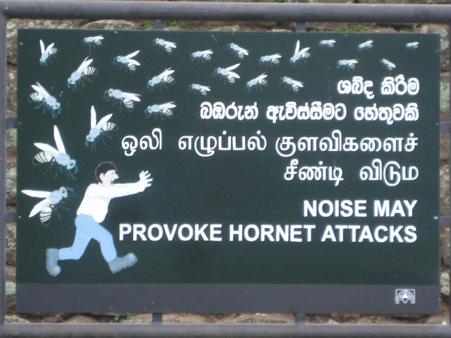 Шум может спровоцировать нападение ос Сигирия, Шри-Ланка