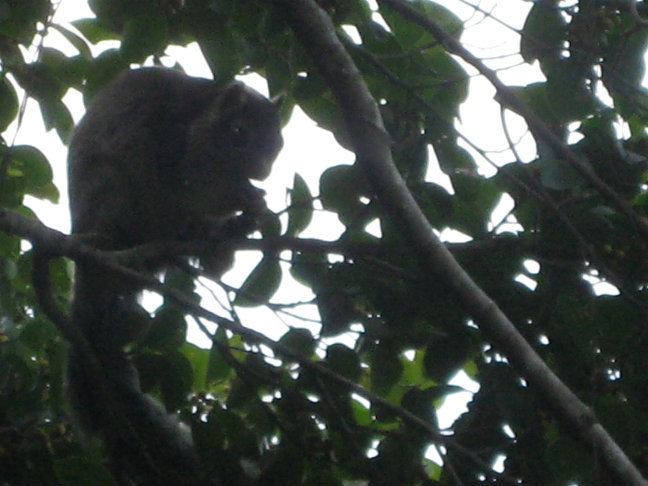 Эта тварь копошилась недалеко на дереве Сигирия, Шри-Ланка
