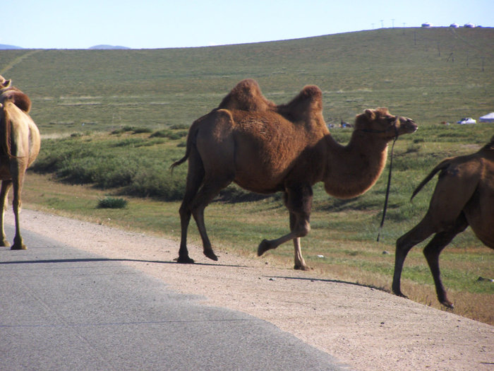 Турбина в Монголии. Рассказ 8 Турбина в Монголии. Рассказ 8