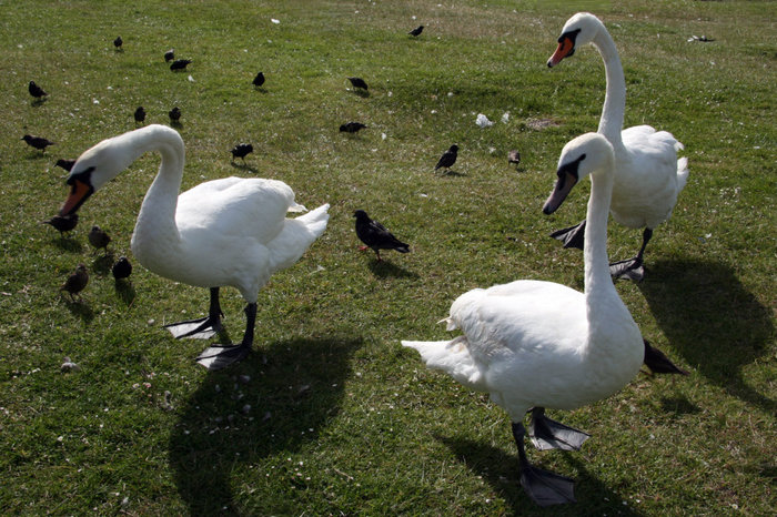 лебеди в Гайд-парке Лондон, Великобритания