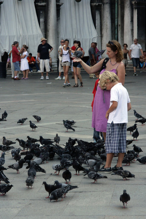 голуби на площади Сан-Марко Венеция, Италия