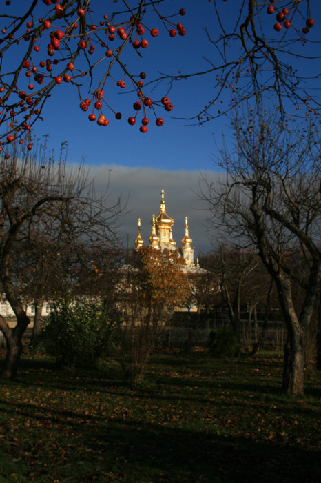 Придворная церковь сквозь яблони Верхнего сада Петергоф, Россия