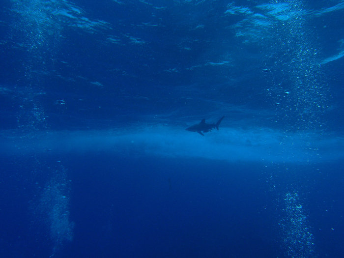Длинноперая акула Острова Бразерс, Египет
