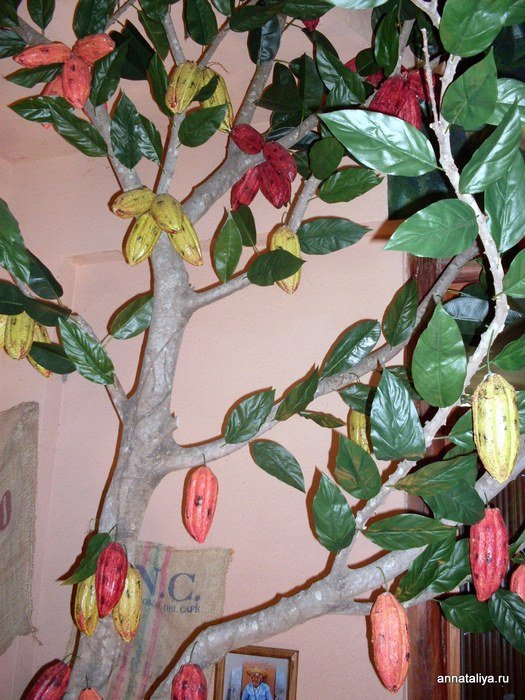 У его входа стоит искусственное дерево какао с плодами, почему-то раскрашенными в разные цвета. Чеджу, Республика Корея