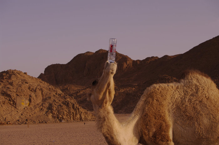 Игра - напои верблюда Хургада, Египет