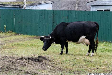 Возле депо пасутся коровы Тума, Россия