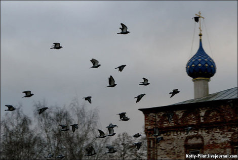Перелетные птицы Касимов, Россия
