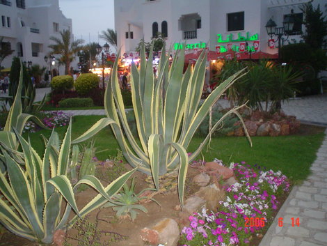 Вечер Сусс, Тунис