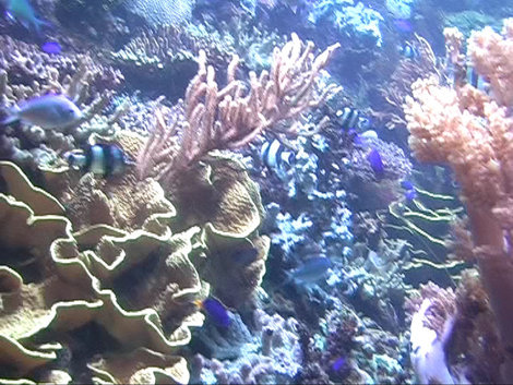 Океанариум на острове Сентоза остров Сентоза, Сингапур (город-государство)