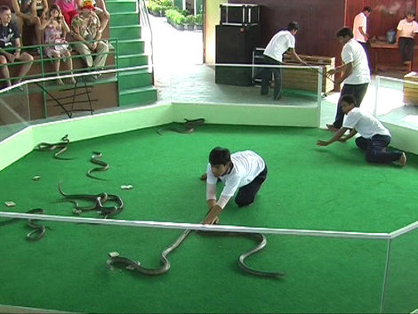 Шоу с кобрами Паттайя, Таиланд