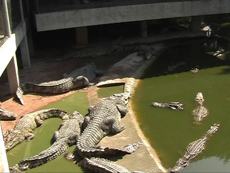 Крокодиловая ферма Паттайя, Таиланд