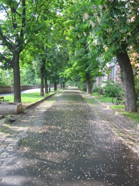 Не нашлось ни одного желающего погулять в парке сразу после дождя Будапешт, Венгрия