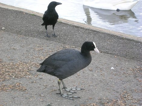 А теперь — кенсингтонские птицы: просто стоят, ... Лондон, Великобритания