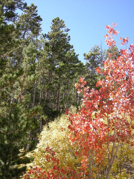 Краски  осени в горах. Национальный парк Роки-Маунтин, CША