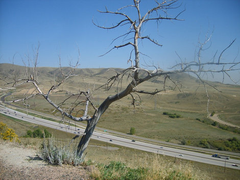 Сухое дерево.Вид на шоссе у Денвера. Национальный парк Роки-Маунтин, CША
