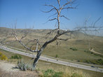 Сухое дерево.Вид на шоссе у Денвера.